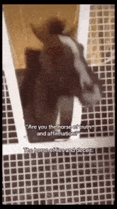 a horse with the words " are you the horse of truth and affirmation "