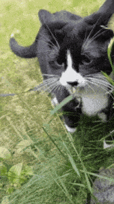 Cat Cat Eating Grass GIF - Cat Cat Eating Grass Sped Up Gif GIFs