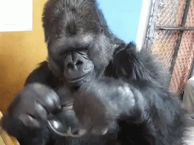 Gorilla putting glasses on, caption "Deal with it"