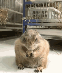 Funny Animals Stand Up GIF - Funny Animals Stand Up What GIFs