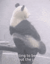 a panda bear is sitting on a branch with the words `` waiting to be let out the jar '' written on it .