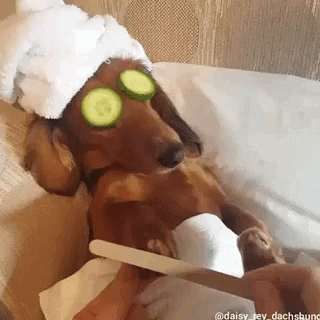 Dachshund Dog GIF - Dachshund Dog Relaxing GIFs