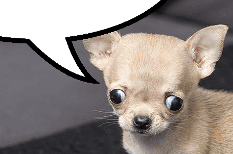 Chihuahua Speech Bubble Sticker - Chihuahua Speech Bubble Horror Beyond Comprehension Stickers