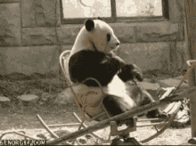 panda rock chair