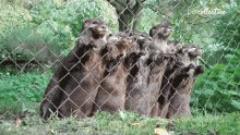 the otter limits otters intently watching watching chilling on fence