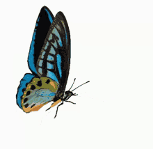 Flying Butterfly GIFs | Tenor