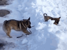No, This Is How You Heel GIF - Dogs Puppies Cute GIFs