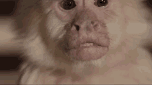 Marajtwt Monkey GIF - Marajtwt Monkey Smile GIFs