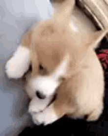 Corgi Puppy GIF - Corgi Puppy Butt GIFs