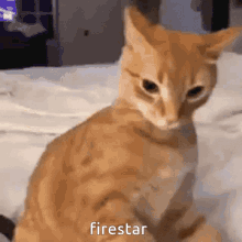 Warrior Cats Cat GIF - Warrior Cats Cat Ratchet GIFs