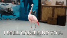 Bird Flamingo GIF - Bird Flamingo Spin GIFs