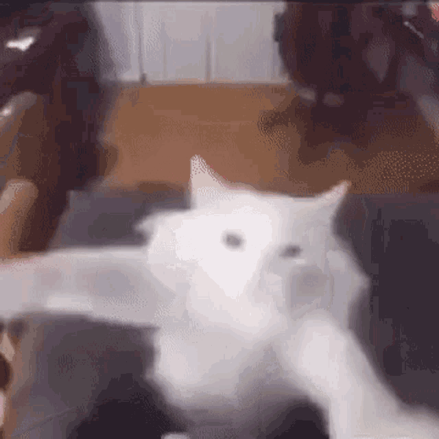 Lexica - cute chibi cat dancing