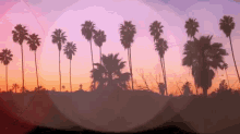 Palm Trees GIF - Nature Sunset Palmtress GIFs