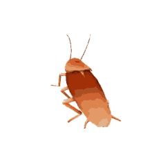 cockroach dancing dancingcockroach