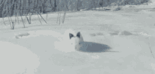 Bunny Snow GIF - Bunny Snow Jacey GIFs