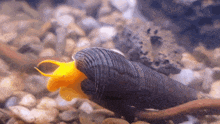 a yellow snail is crawling on a rocky surface in a tank