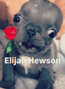 a puppy with a rose in its mouth and the name elijah hewson