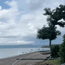 a beach with a tree in the foreground and a body of water in the background