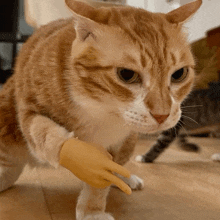 a cat wearing a yellow glove on its leg