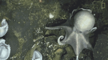 Mother Octopus World Octopus Day GIF - Mother Octopus World Octopus Day Watching Babies GIFs