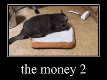 The Bread Cat GIF - The Bread Cat The Money GIFs