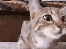 Cat Whats Happening GIF - Cat Whats Happening Surprised Look GIFs