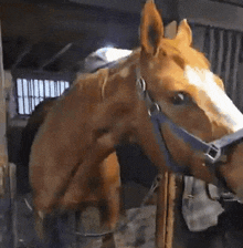 a close up of a horse 's head in a fenced in area