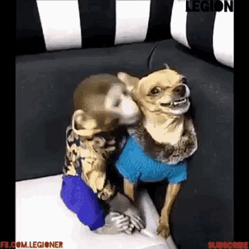 Dog Monkey GIF - Dog Monkey Annoyed - Discover & Share GIFs