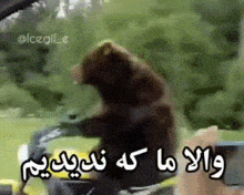 a bear is sitting in the driver 's seat of a car with arabic writing on it .