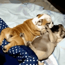 Puppy Dog GIF - Puppy Dog Dogs GIFs
