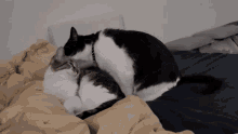 Lick Then Attack Cats GIF