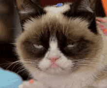 Lame Grumpy Cat GIF - Lame Grumpy Cat Party Over GIFs