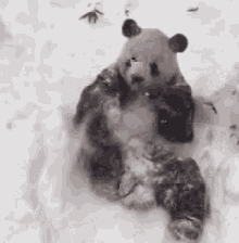Panda Snow GIF - Panda Snow Cute GIFs