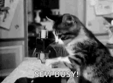 Busy Cat GIF - Busy Cat So Busy GIFs