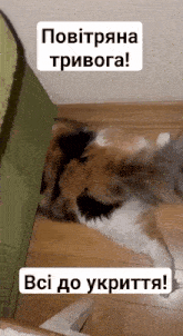 повітряна тривога котик GIF - повітряна тривога котик котики GIFs