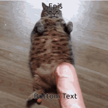 Cat Epis GIF - Cat Epis Bottom Text GIFs