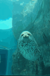 a seal is swimming in the ocean near a rock