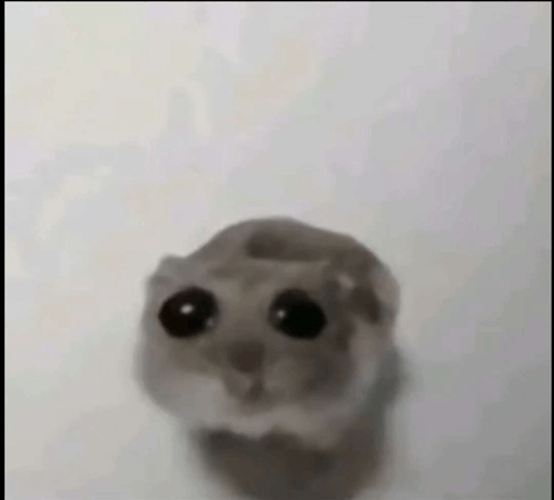 Hamster with sale big eyes