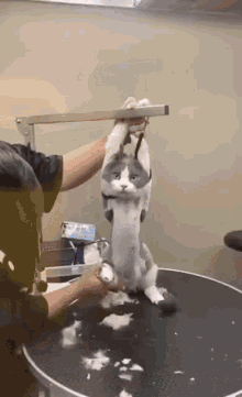 Shave Cat GIF - Shave Cat Cute GIFs
