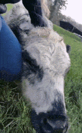 Marble The Cow Calf GIF