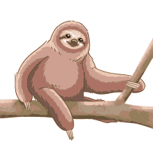 sloth pygmy