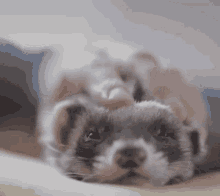 GIF