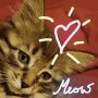 Adorable Cat GIF - Adorable Cat Love GIFs