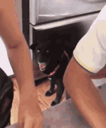 Derp Excited GIF - Derp Excited Dog GIFs