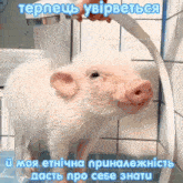 a picture of a pig taking a bath with a caption in a language other than english
