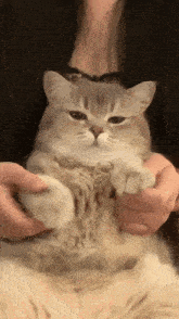 a person is holding a cat 's paws in their hands while it looks at the camera .