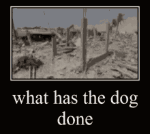 What Has The Dog Done GIF - What Has The Dog Done GIFs