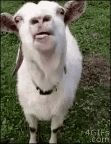 Goat Yum GIF - Goat Yum Lick GIFs