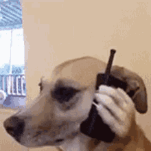Dogphone Dogonaphone GIF - Dogphone Dogonaphone Phonedog GIFs