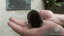 a person is holding a small black animal in their hand and the website gifrun.com is below it